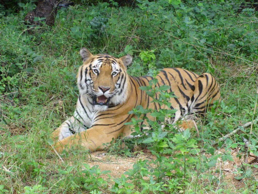 Bengal_tiger_at_Bannerghatta_National_Park_India