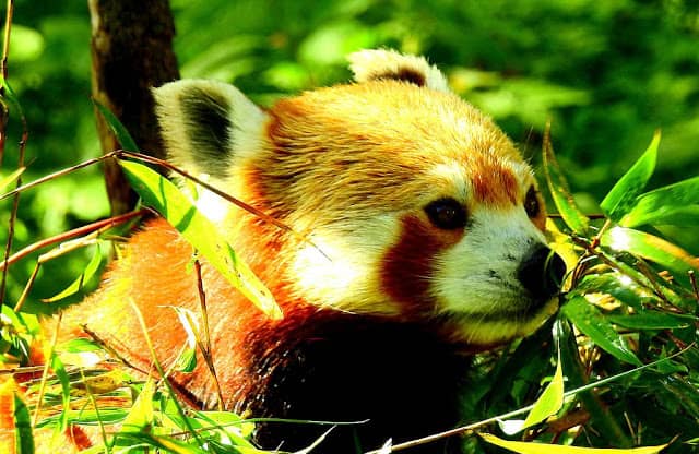 Red_Panda_at_Singalila_National_Park